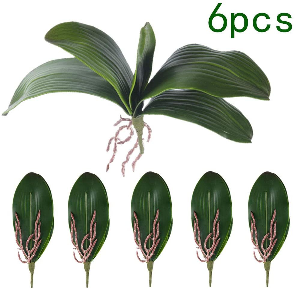 Phalaenopsis Orchids Leaves Ar - đánh giá và giá Orchid Phalaenopsis