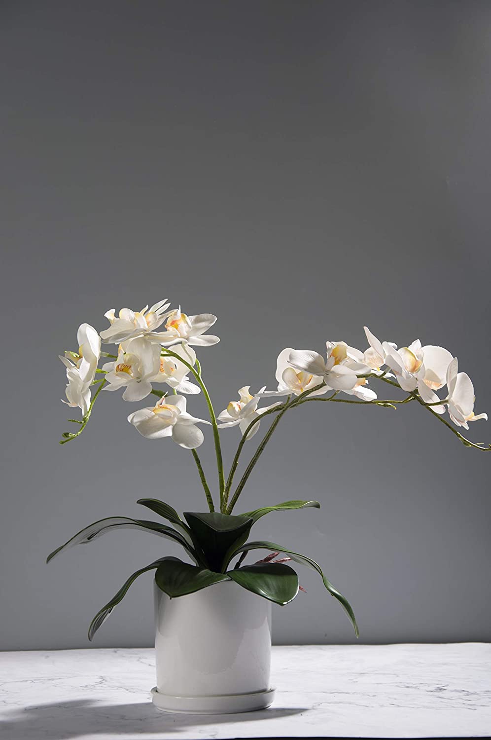 Phalaenopsis Orchids Leaves Ar - đánh giá và giá Orchid Phalaenopsis