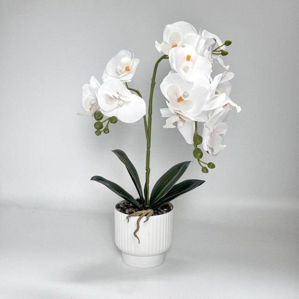 Multi-Bloom Simulated Butterfl - đánh giá và giá Orchid Phalaenopsis