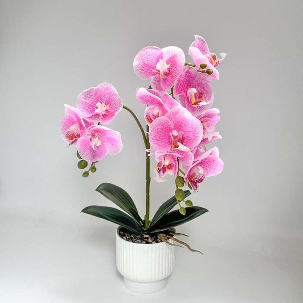 Multi-Bloom Simulated Butterfl - đánh giá và giá Orchid Phalaenopsis