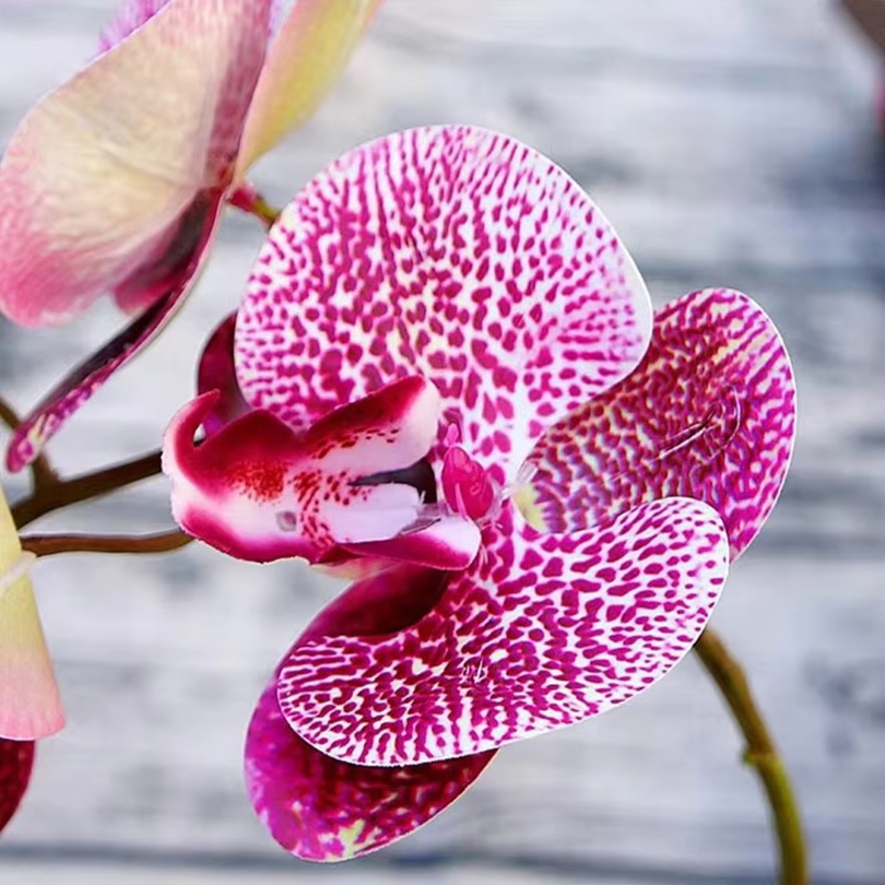3D Artificial Flowers Plastic  - đánh giá và giá Orchid Phalaenopsis