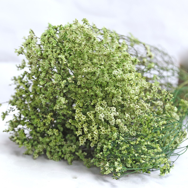 Natural Fresh Dried Preserved  - đánh giá và giá Plant Parent Gifts