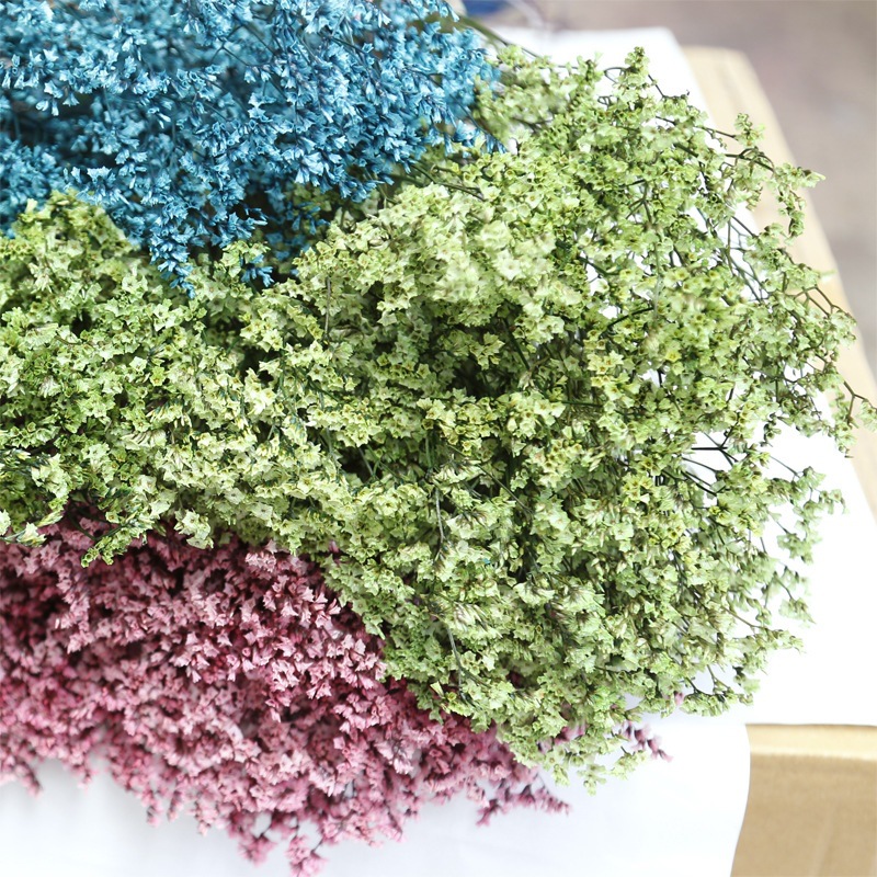 Natural Fresh Dried Preserved  - đánh giá và giá Plant Parent Gifts