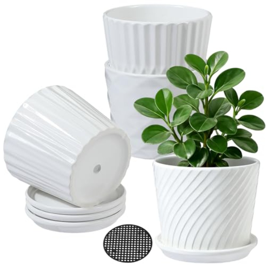 Plant Pots - Cylinder Ceramic  - đánh giá và giá Snake Plant Ceramic