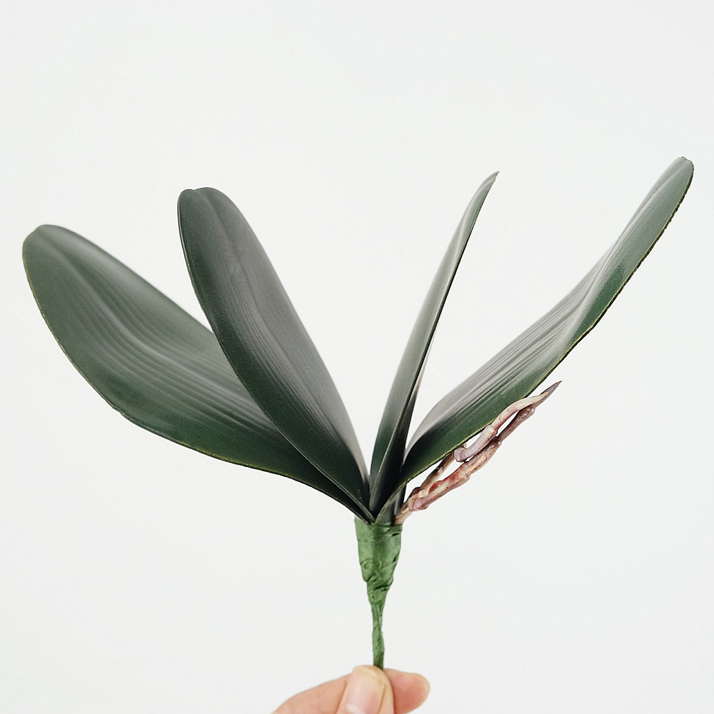 3pc Eva Simulation Phalaenopsi - đánh giá và giá Orchid Phalaenopsis