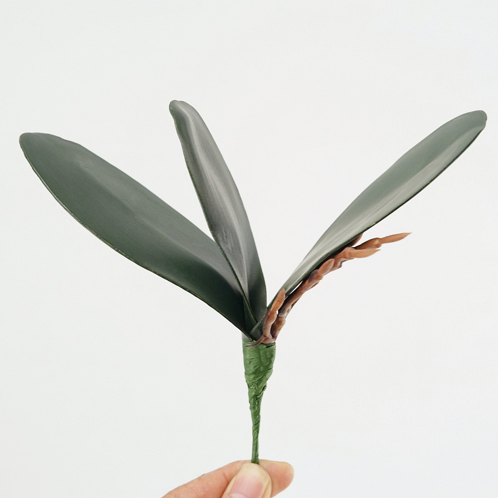 3pc Eva Simulation Phalaenopsi - đánh giá và giá Orchid Phalaenopsis