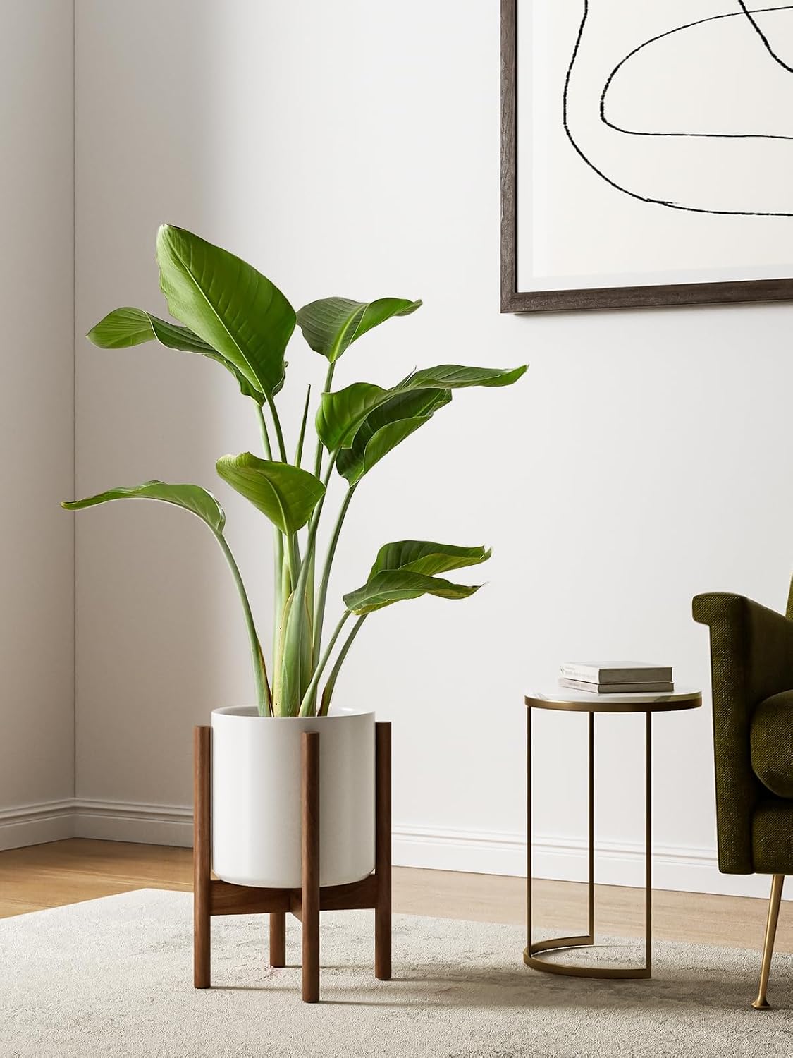 12 Inch White Elevated Ceramic - đánh giá và giá Snake Plant Ceramic