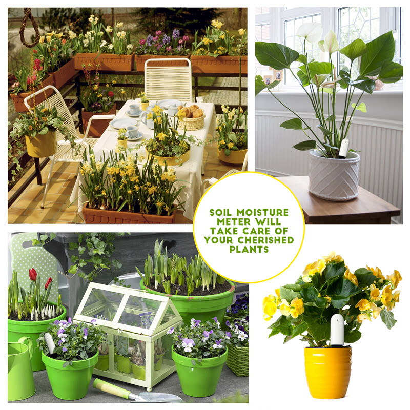 HHCC Xiaomi Flower Care Smart  - đánh giá và giá Plant Parent App